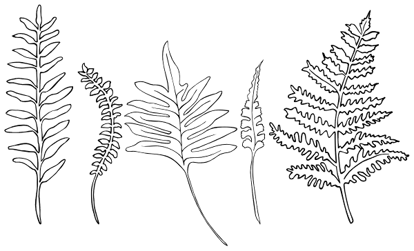 Ferns