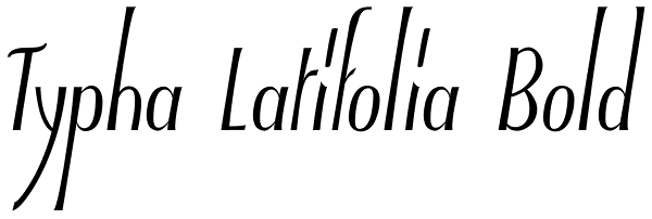 Typha Latifolia Bold Font