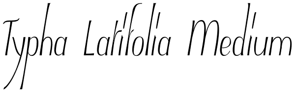 Typha Latifolia Medium Font